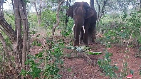 Cbe elephant news