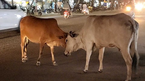 Svg cow fight