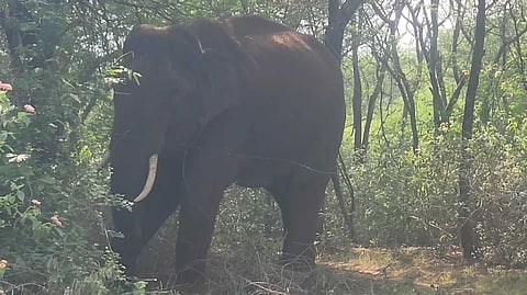 Cbe sick elephant death