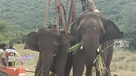 CBE Elephant news
