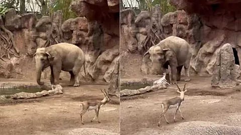 Elephant hekp deer