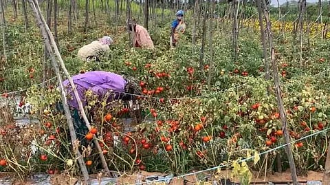 Tomato rate down