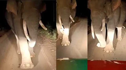Elephant