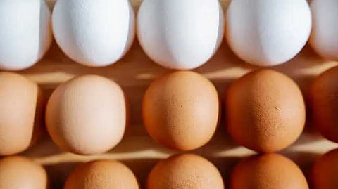 White and brown egg