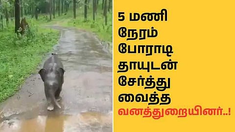 Elephant kerala