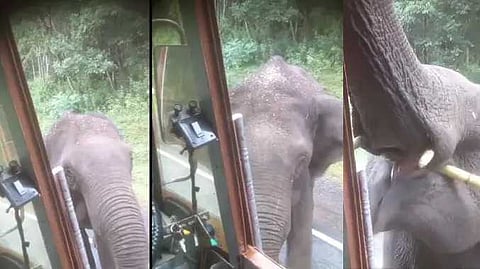 elephant sugargane