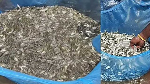 fish cbe