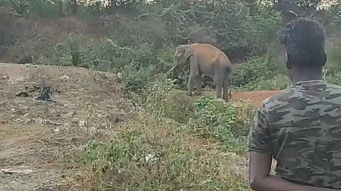 CBE Sick elephant treatment