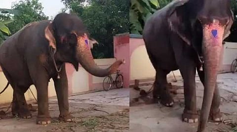 up elephant