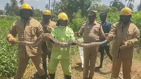 10-foot-long python