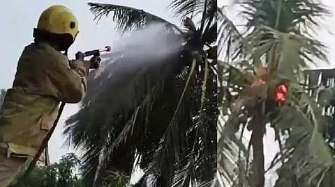 fire in tree