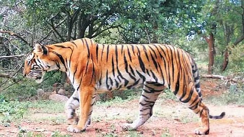 Tiger