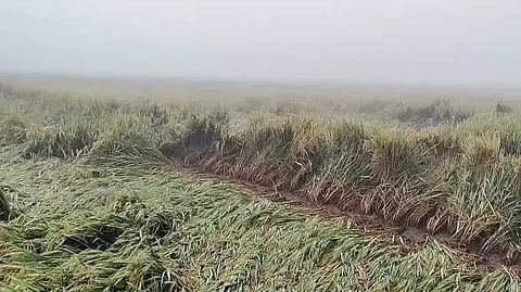 Paddy damaged