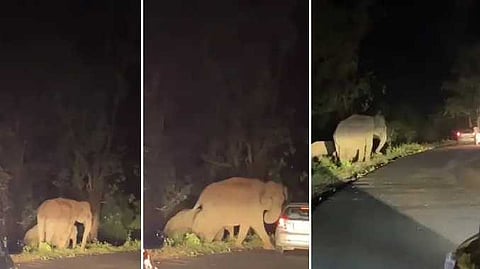 Elephant disturb