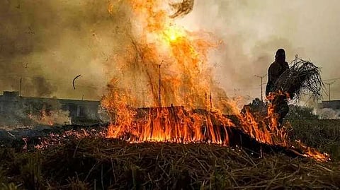 Punjab paddy wastage fire