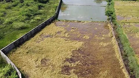 NGP Paady rain
