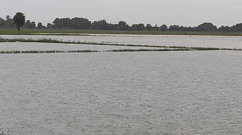 TVL Rain