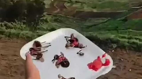drug mushroom