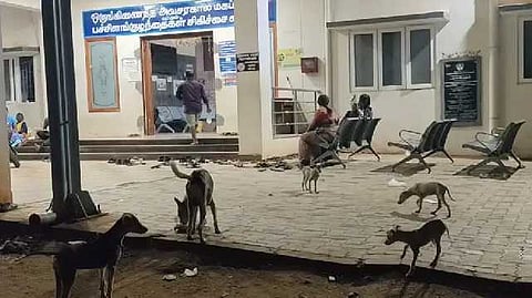 dog