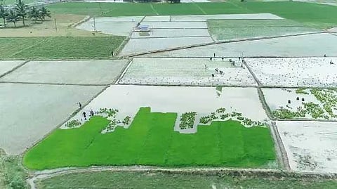 TNJ Paddy