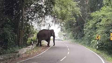elephant