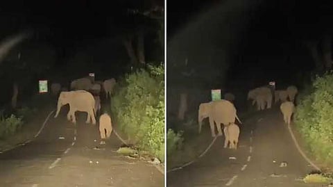 NIL Elephant