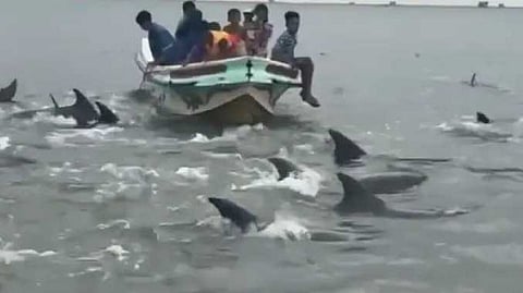 Sri lanka dolphin