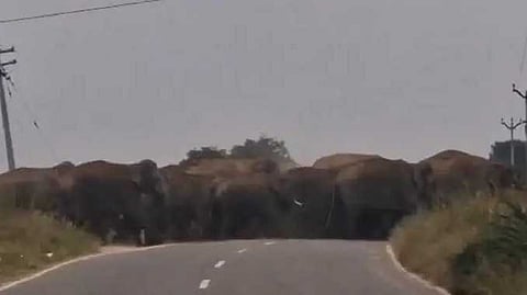 KSG Elephant road crossing