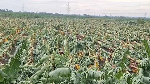 TNL Banana tree damaged