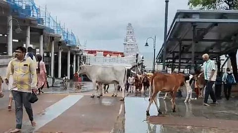 TUT COW Dog issue