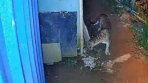 NIL Cheeta