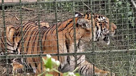 NIL Puli cage
