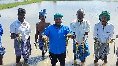 NGP Paddy damaged