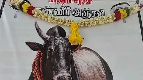 MDU Bull death