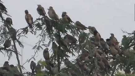 birds
