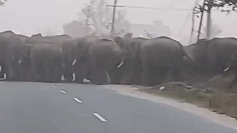 Osur Elephant