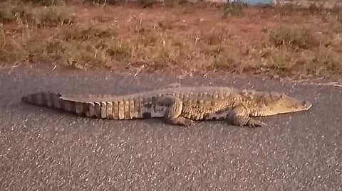 ERD Crocodile