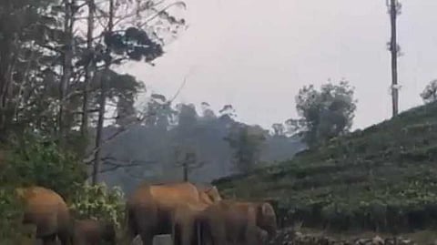 Cbe elephant