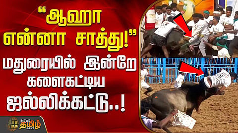 jallikattu madurai