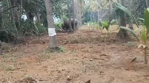 TKI Elephant