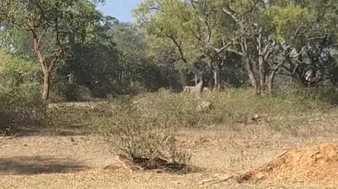 ERD Small elephant