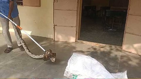 snake