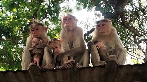 monkeys 1