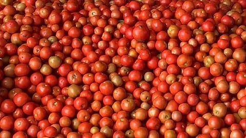 tomato main