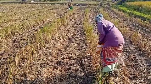 TVR Cotton farmers issue
