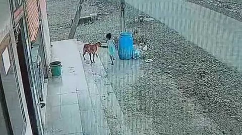 BNG Dog issue