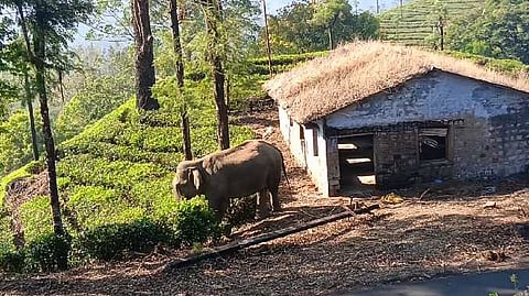 கோவை