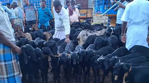 RMD Goat sale