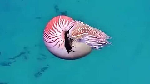 New creature