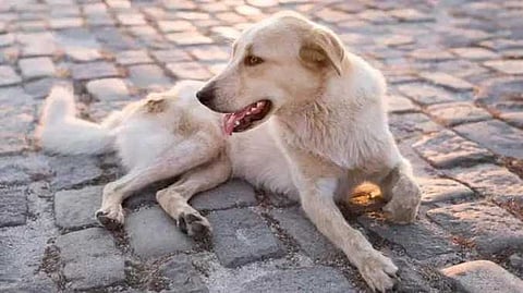 Dog